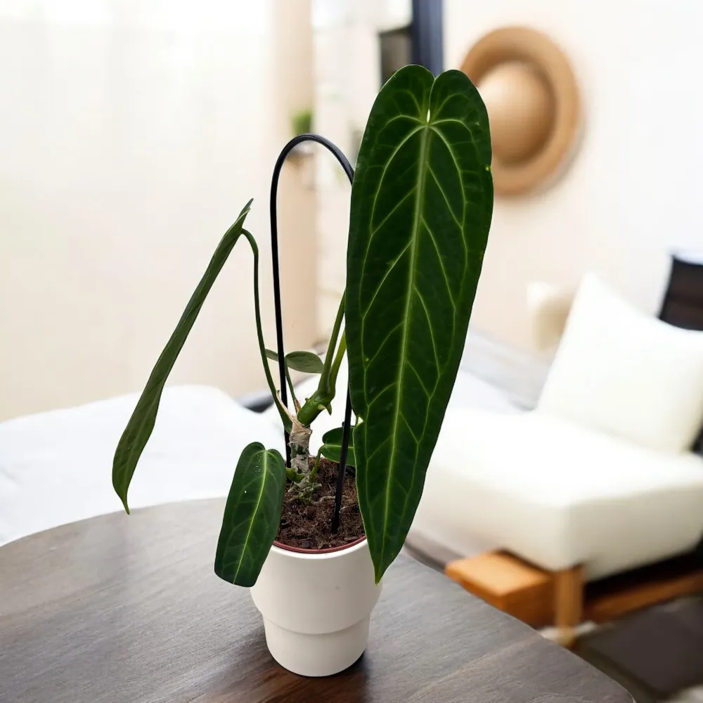 Anthurium warocqueanum (Queen Anthurium)