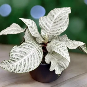 Aphelandra ‘White Wash’