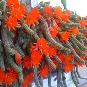 Aporocactus flagelliformis (Rat Tail Cactus)