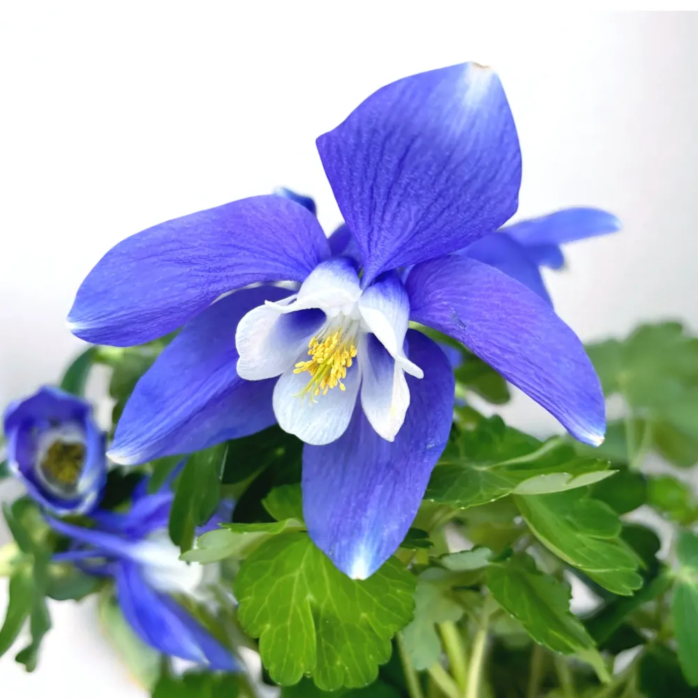 Aquilegia caerulea Blue (caldarusa de munte albastra)