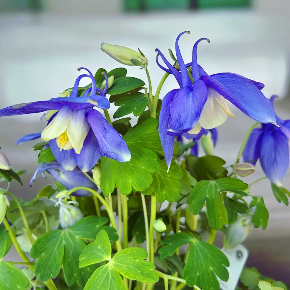 Aquilegia caerulea Blue (caldarusa de munte albastra)
