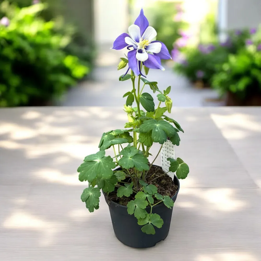 Aquilegia caerulea Blue (caldarusa de munte albastra)