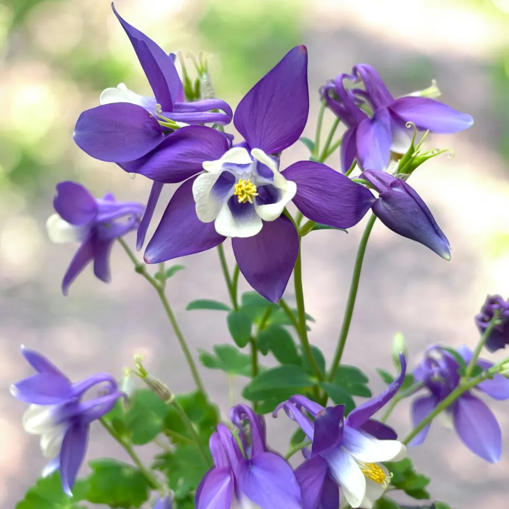 Aquilegia caerulea Purple (caldarusa de munte mov)