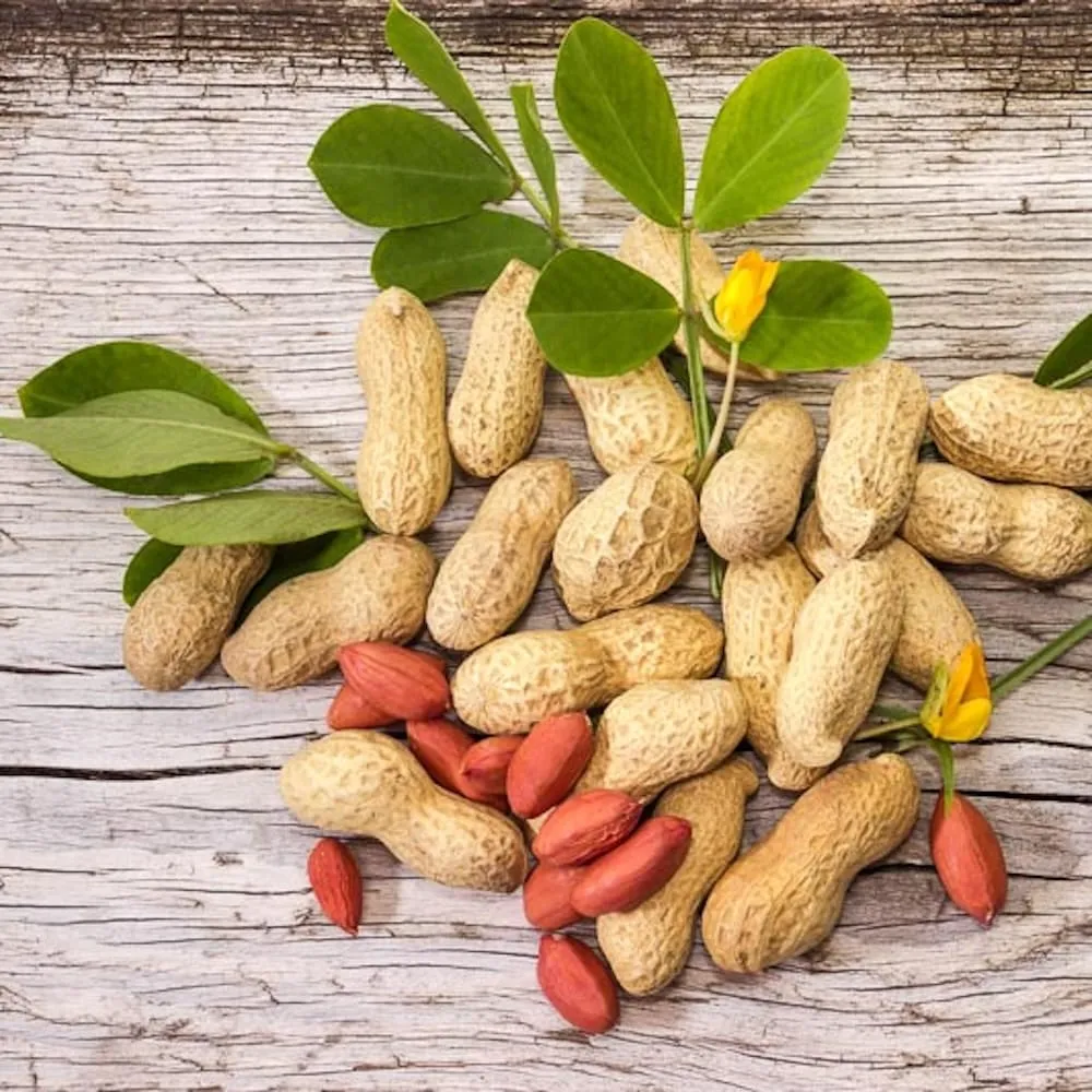 Arachis hypogaea (Peanut Plant)