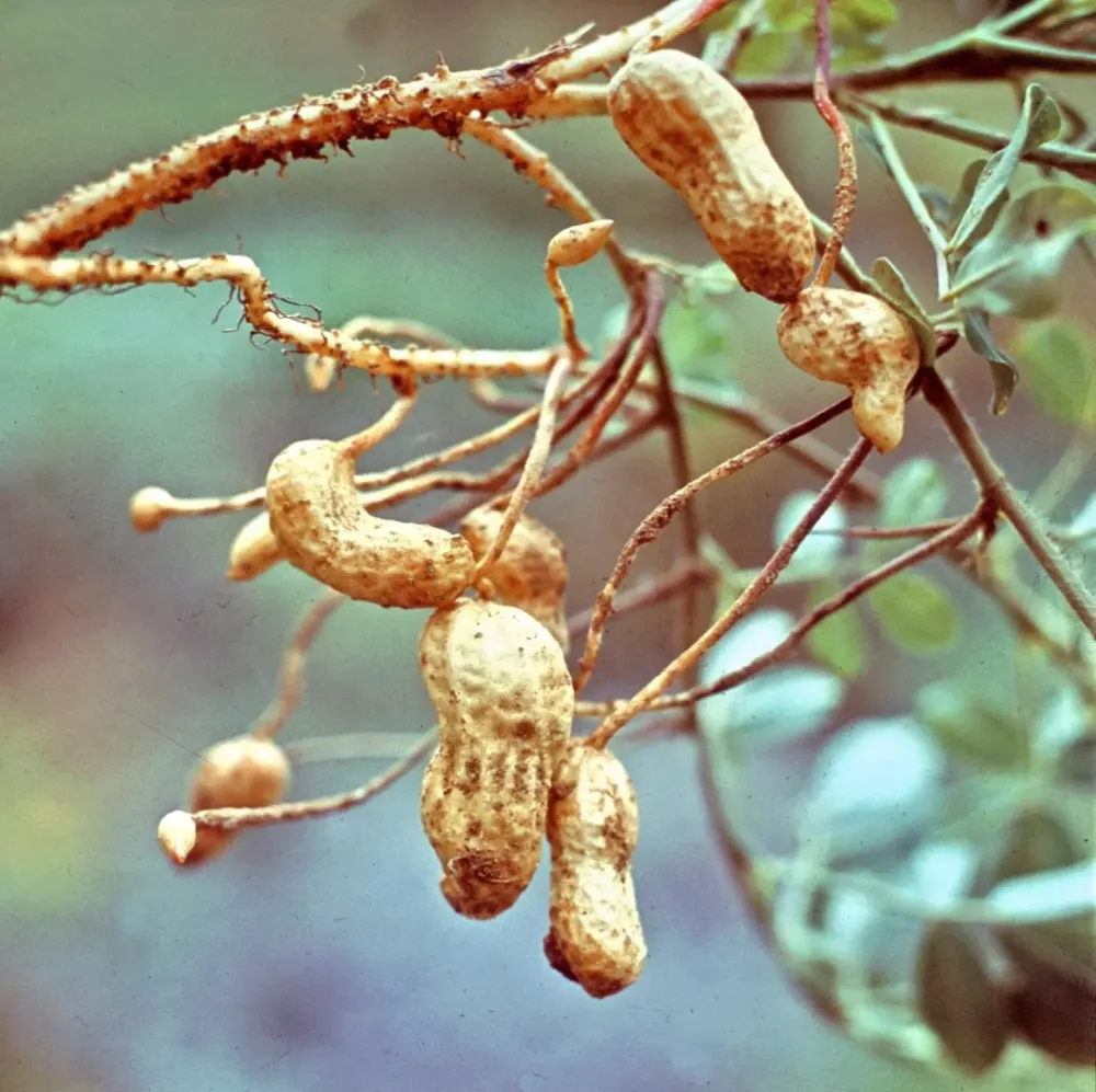 Arachis hypogaea (Peanut Plant)