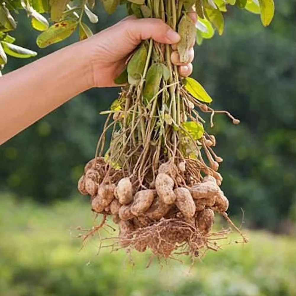 Arachis hypogaea (Peanut Plant)