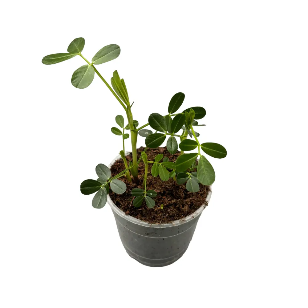 Arachis hypogaea (Peanut Plant)