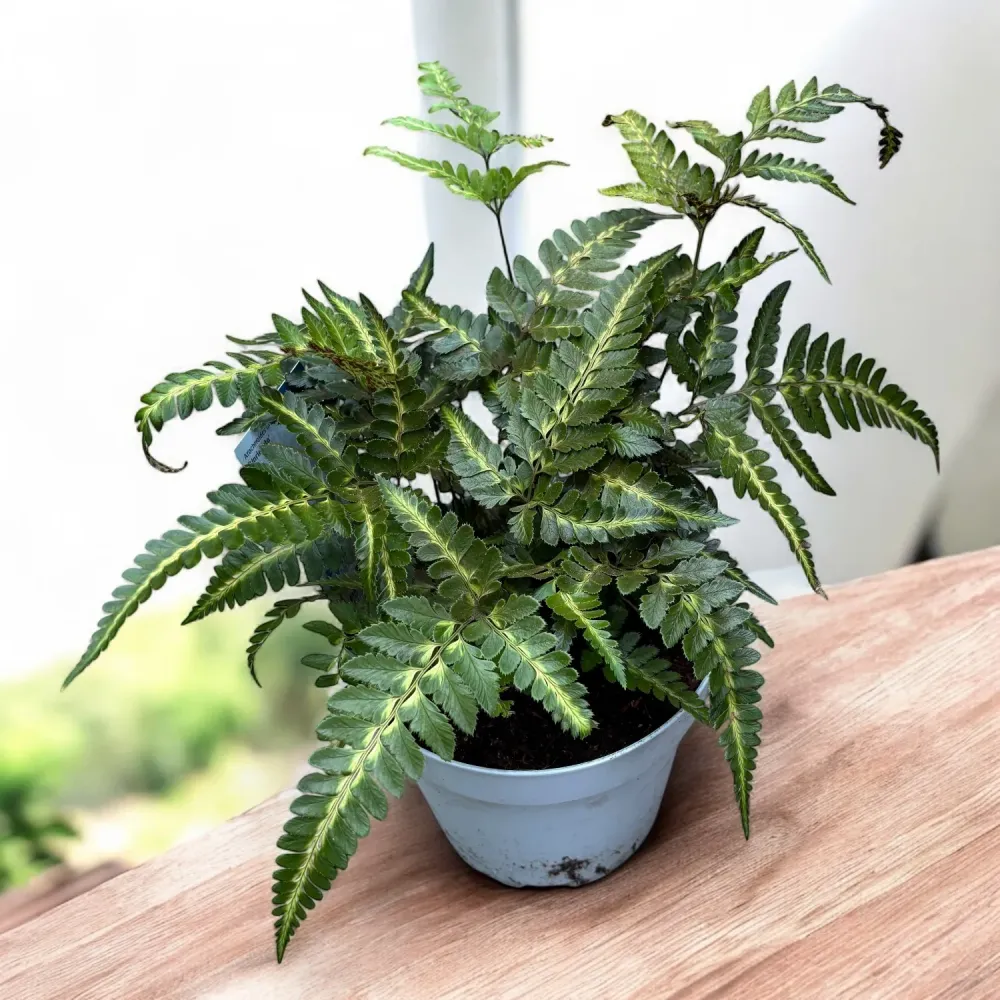 Arachnoides aristata ‘Variegata’ - feriga rara cu frunzis dantelat si variegatii crem