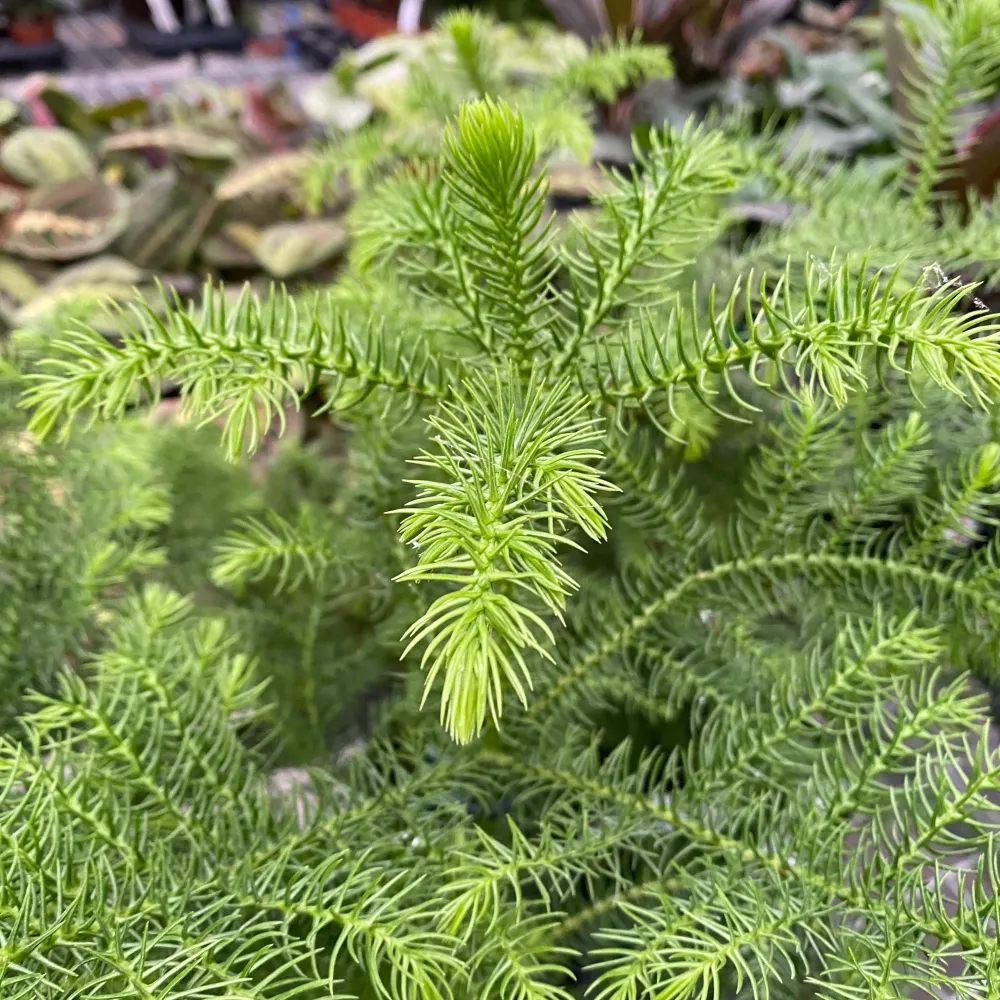 Araucaria heterophylla (Norfolk Island pine) D14/15