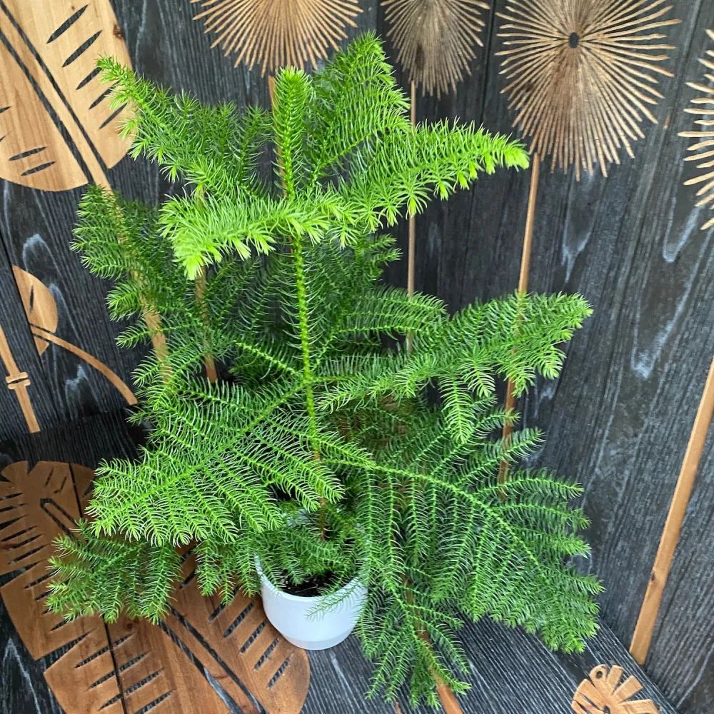 Araucaria heterophylla (Norfolk Island pine) D14/15