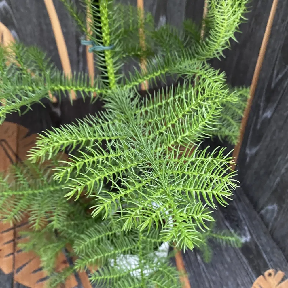 Araucaria heterophylla (Norfolk Island pine) D14/15