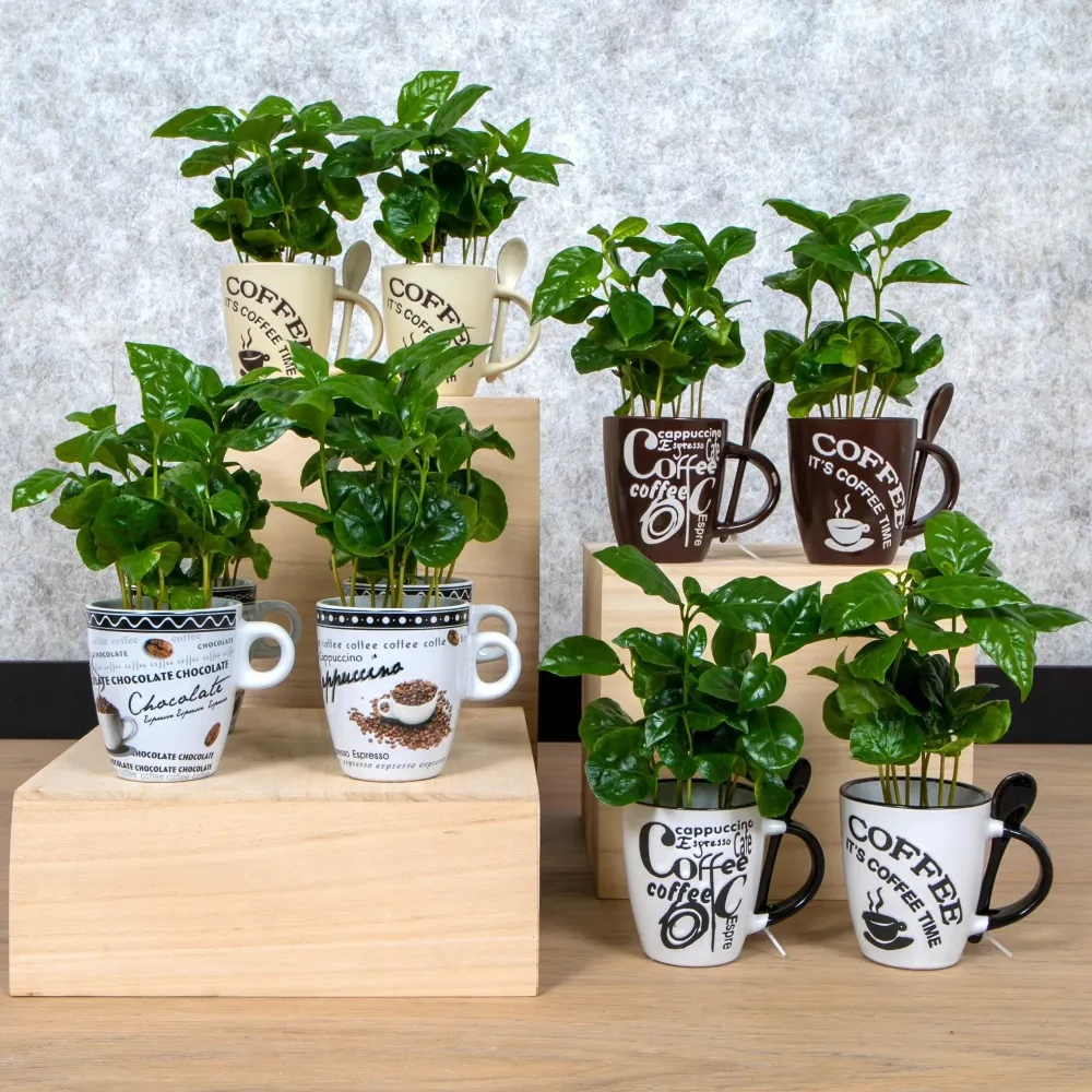 Arborele de cafea cana vintage, mix - Coffea Arabica