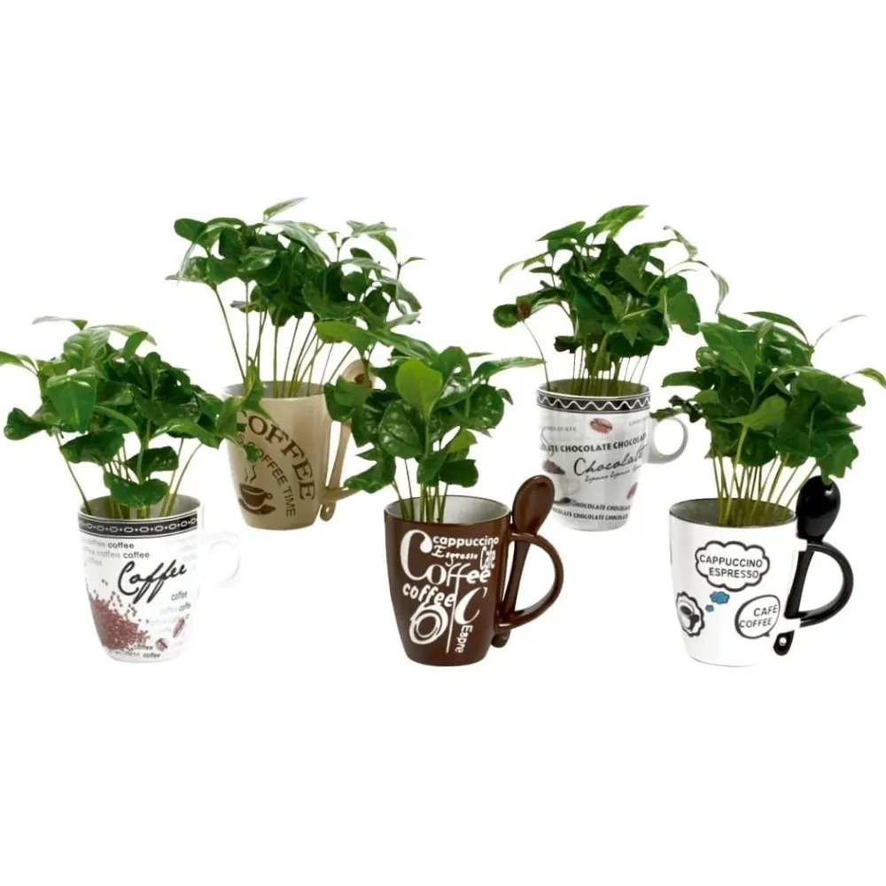 Arborele de cafea cana vintage, mix - Coffea Arabica