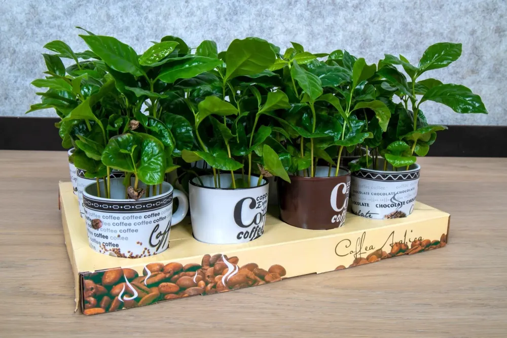 Arborele de cafea cana vintage, mix - Coffea Arabica