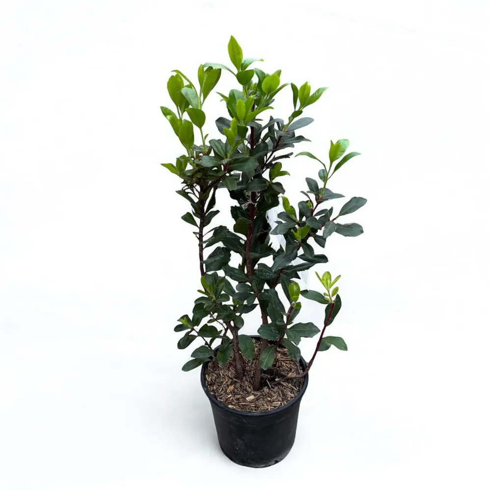 Arborele de capsuni - Arbutus unedo