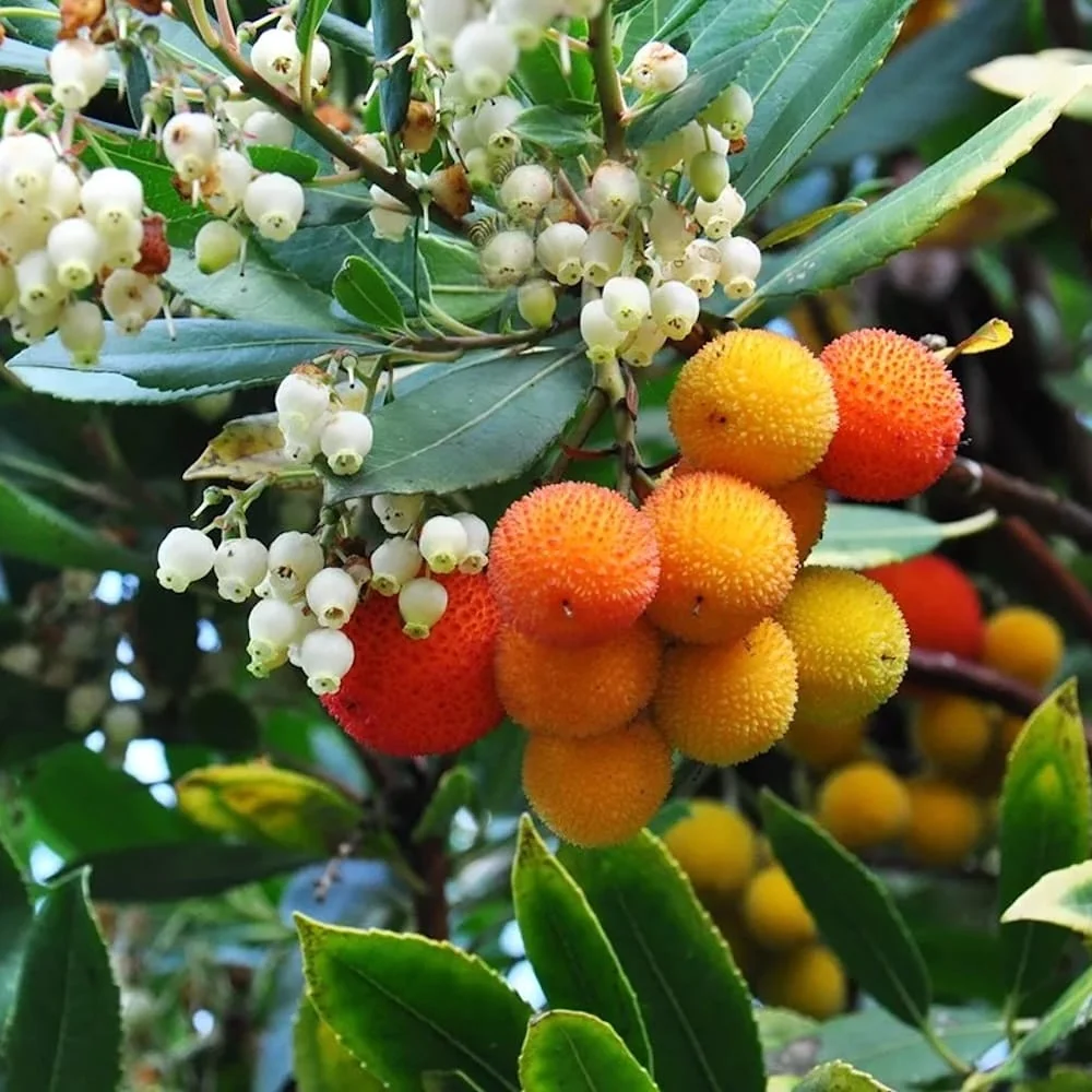 Arborele de capsuni - Arbutus unedo 'Compacta'