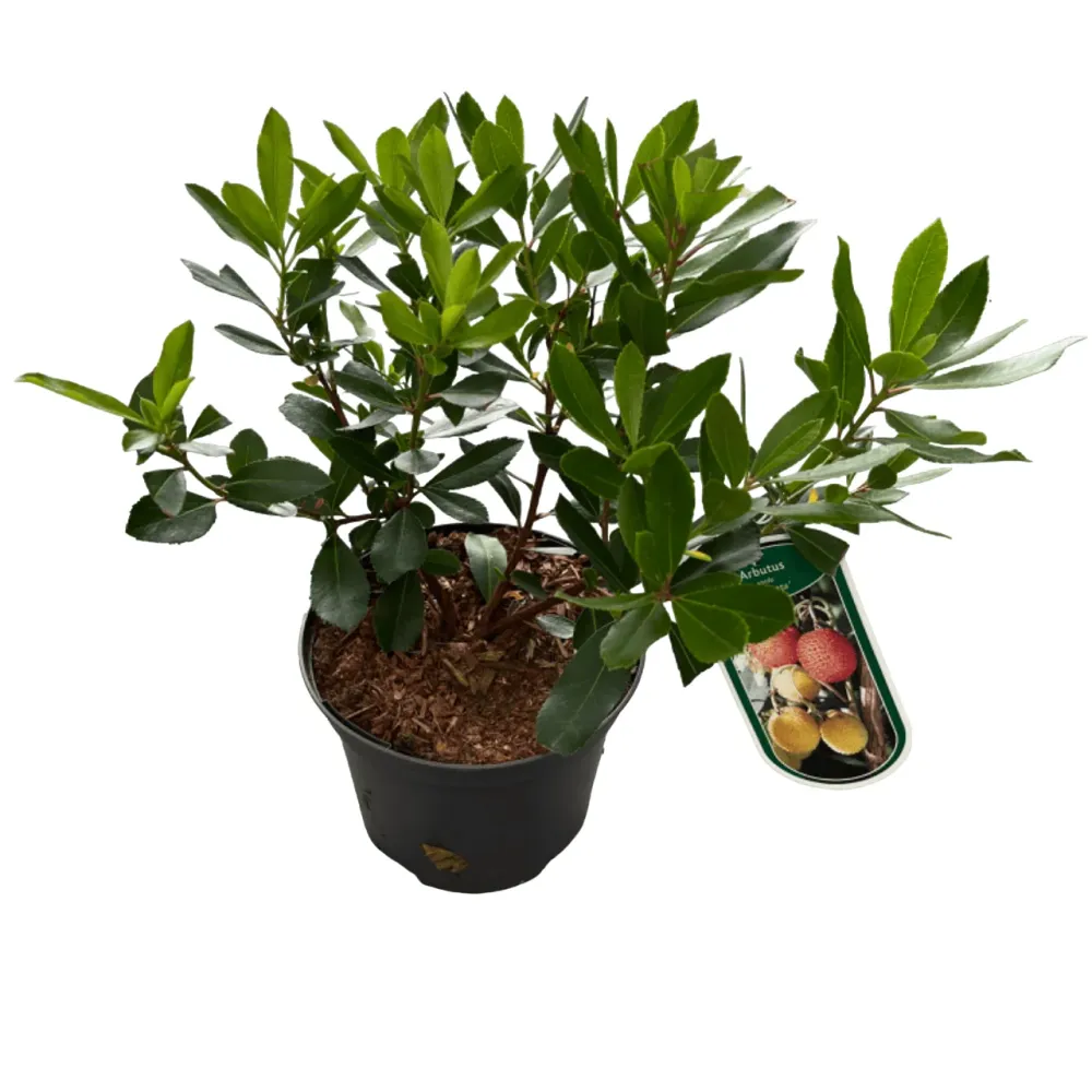 Arborele de capsuni - Arbutus unedo 'Compacta'