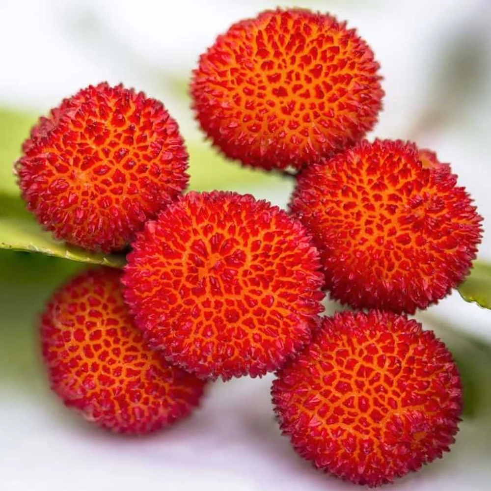 Arborele de capsuni - Arbutus unedo 'Peace & Love' ('Levap' PBR)