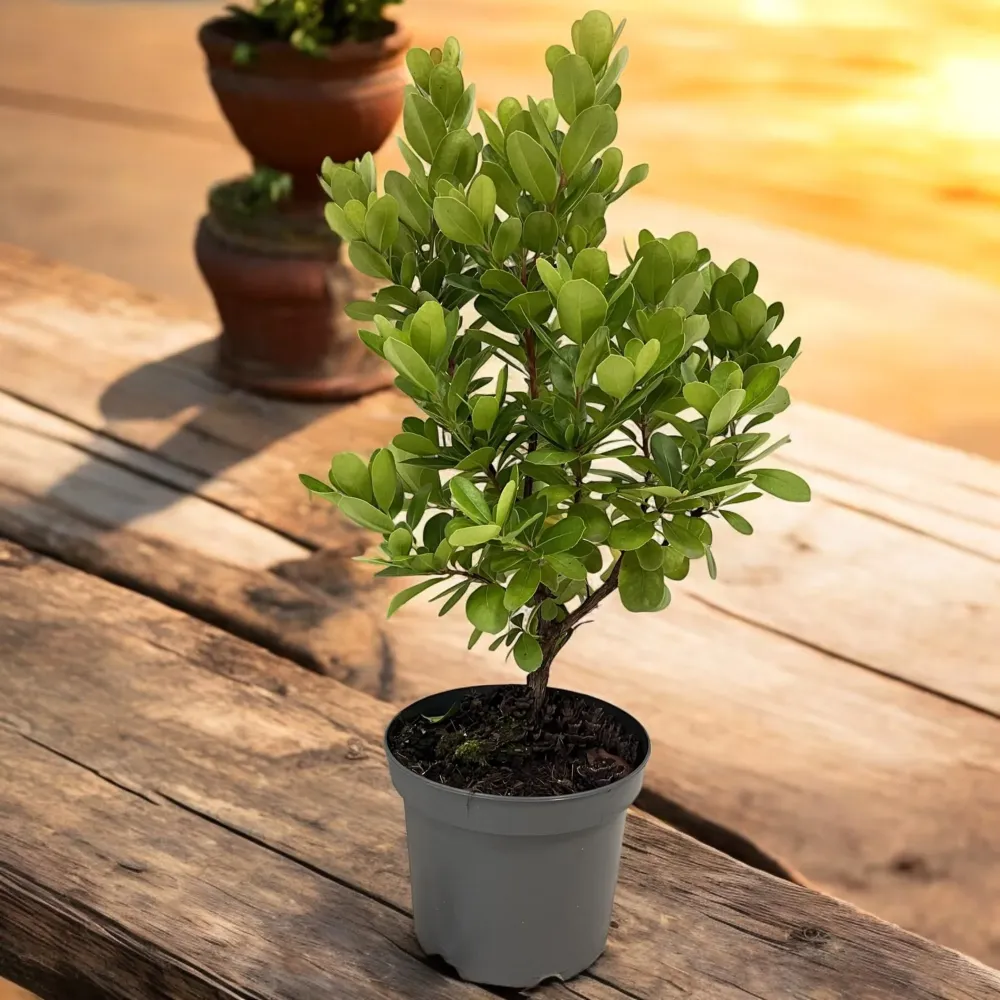 Arborele de capsuni - Arbutus unedo 'Peace & Love' ('Levap' PBR)