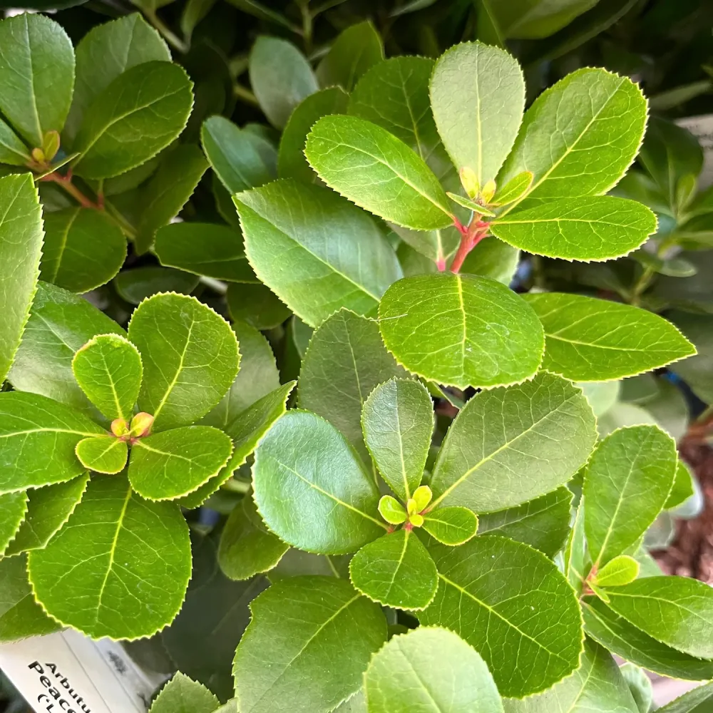 Arborele de capsuni - Arbutus unedo 'Peace & Love' ('Levap' PBR)