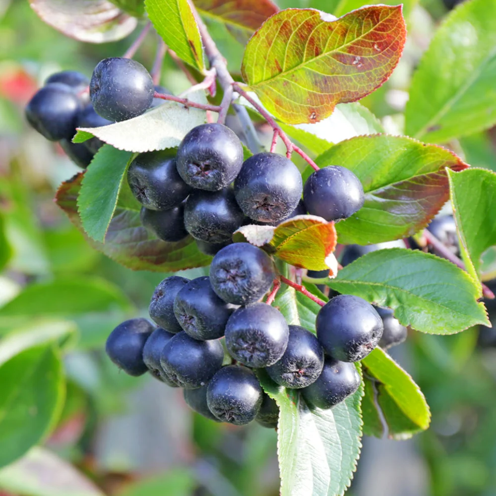 Aronia melanocarpa 'Galicjanka'