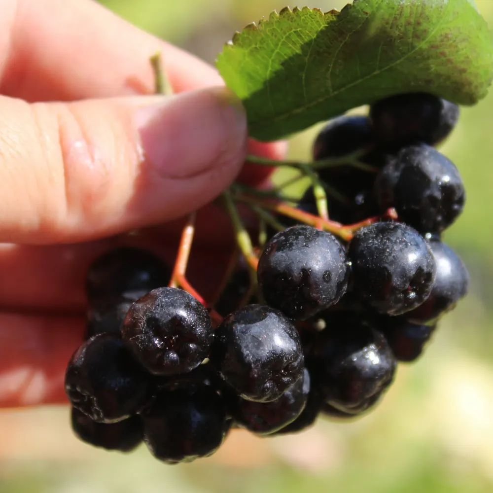 Aronia melanocarpa 'Galicjanka'