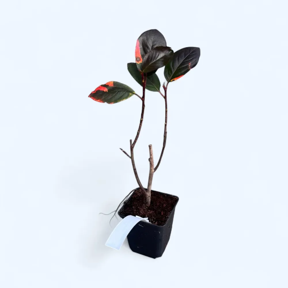 Aronia melanocarpa 'Galicjanka'