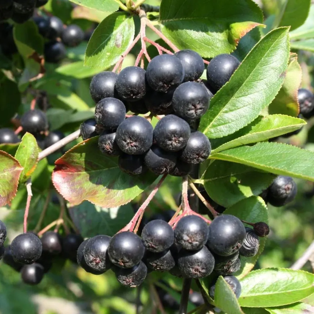 Aronia x prunifolia 'Viking'