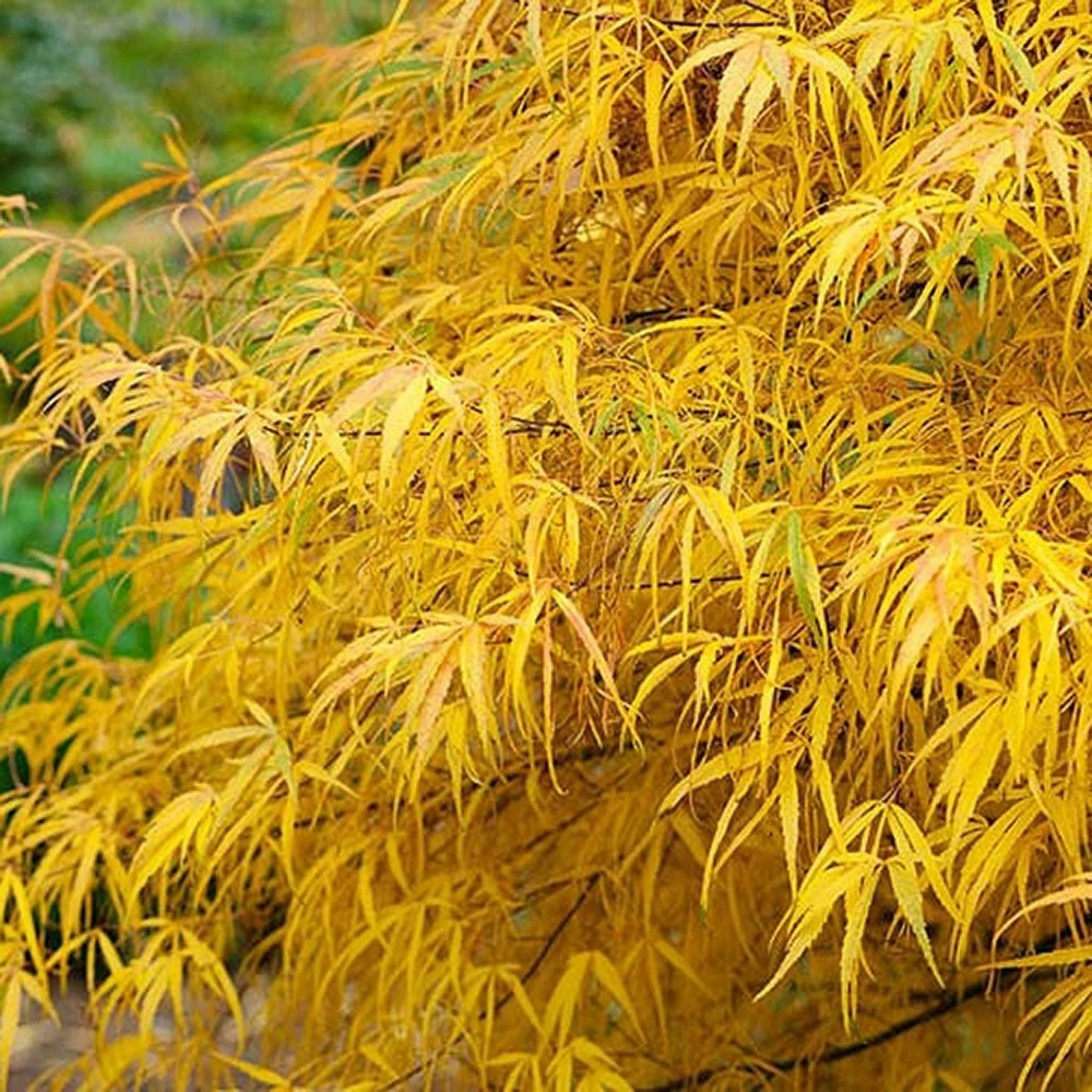 Artar Japonez Koto-No-Ito, cu frunzis auriu, elegant, frunze fine, culori spectaculoase toamna