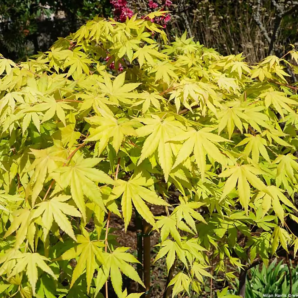 Artar Japonez Pletos Cascade Gold, frunzis galben-auriu, port pletos, ramuri arcuite ce coboara cascade elegante.