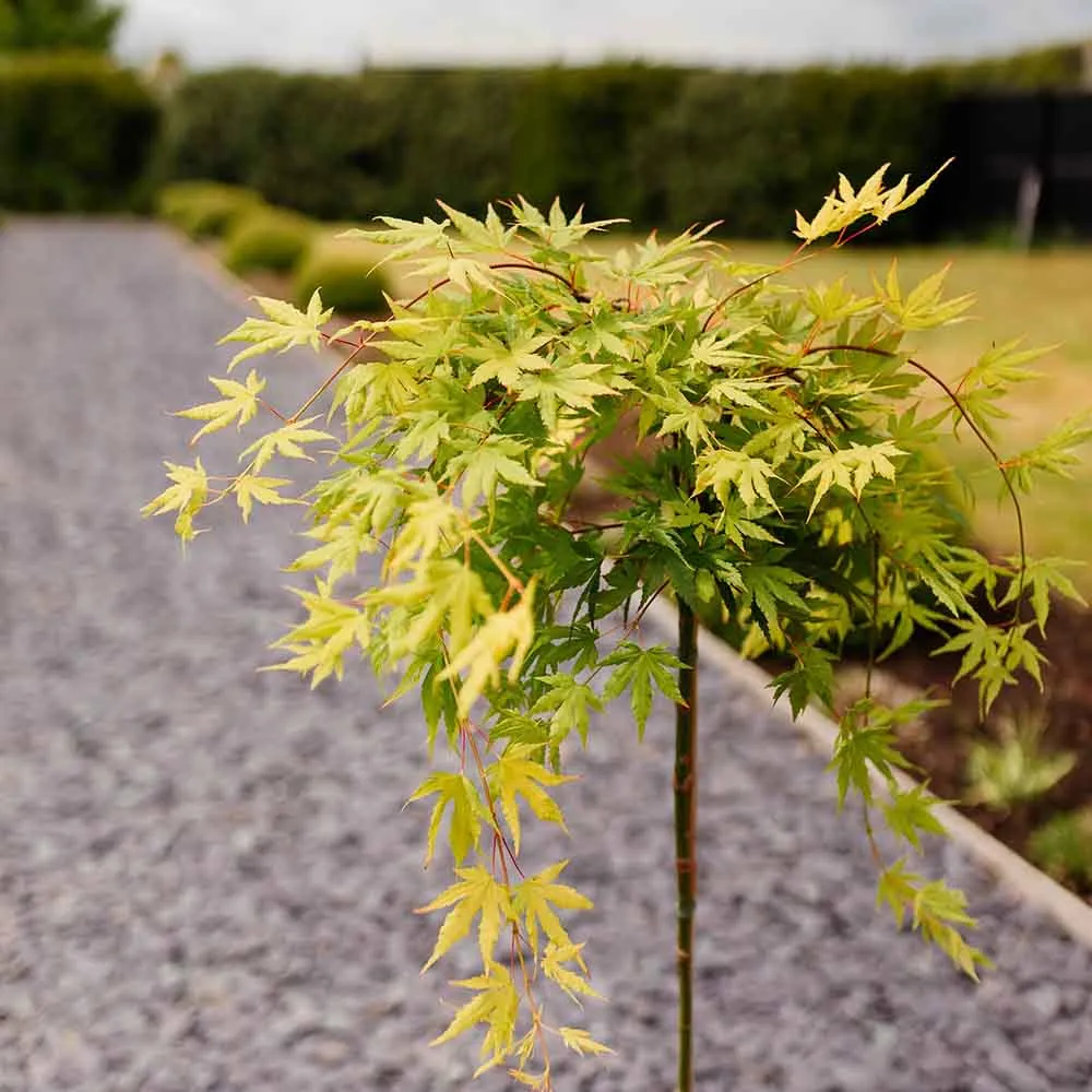 Artar Japonez Pletos Cascade Gold, frunzis galben-auriu, port pletos, ramuri arcuite ce coboara cascade elegante.