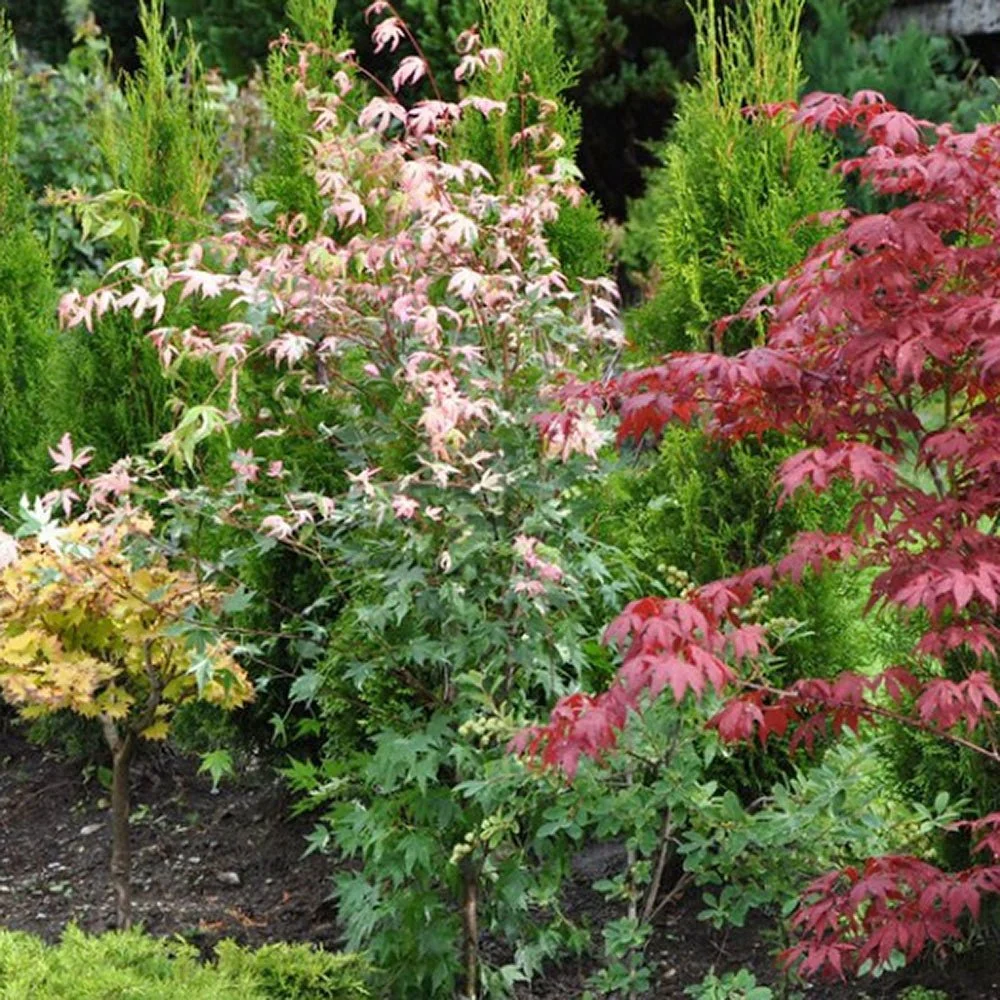 Artar Japonez Variegat Oridono-nishiki, frunzis roz-verde, decor spectaculos, rezistent frig