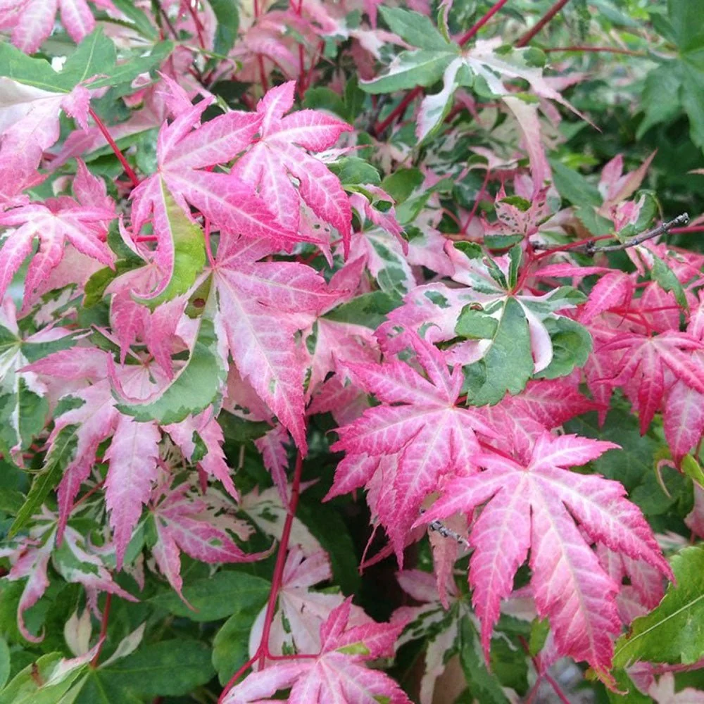 Artar Japonez Variegat Oridono-nishiki, frunzis roz-verde, decor spectaculos, rezistent frig