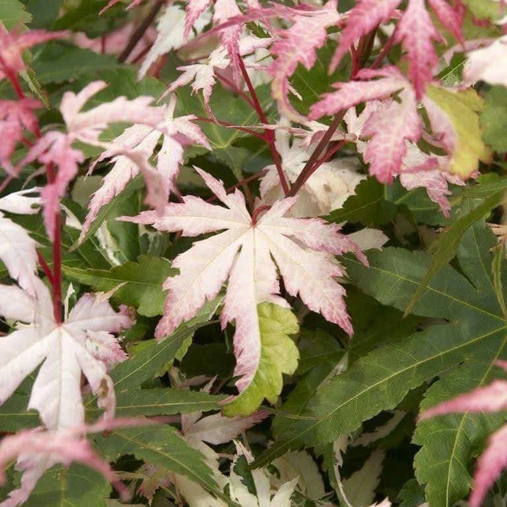 Artar Japonez Variegat Oridono-nishiki, frunzis roz-verde, decor spectaculos, rezistent frig