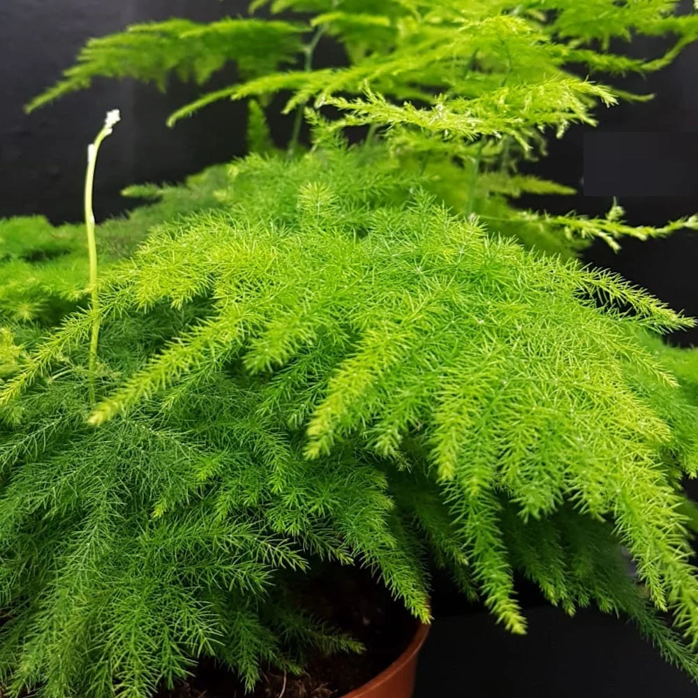 Asparagus Plumosus