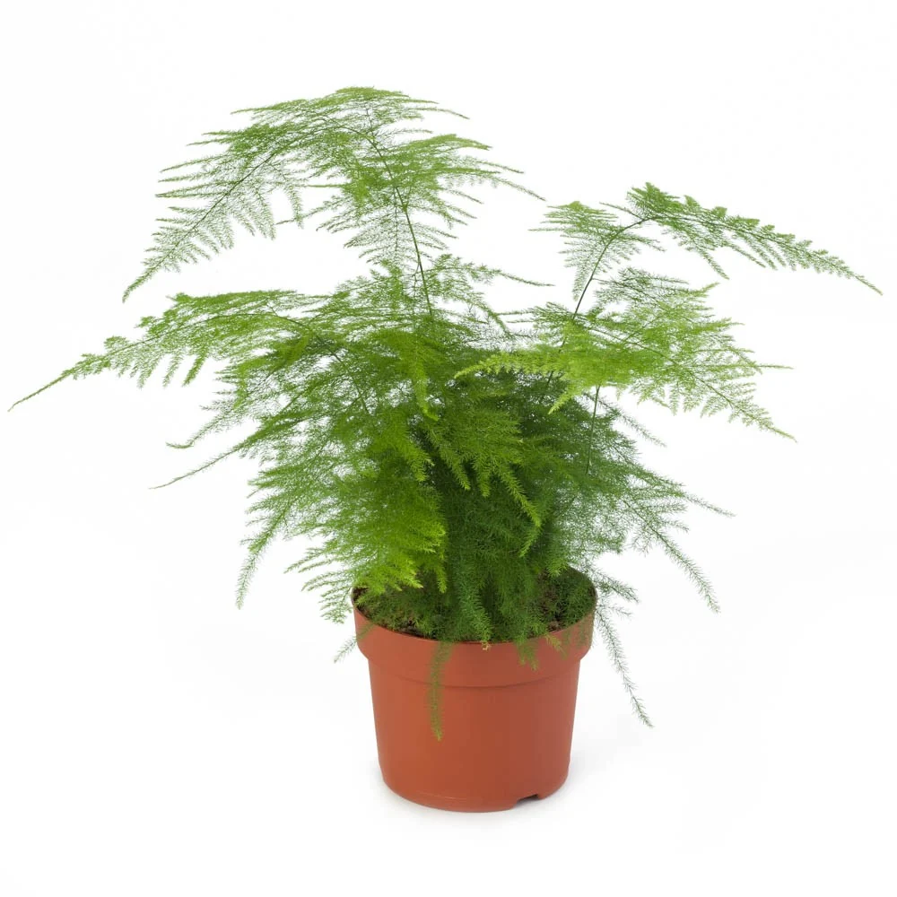 Asparagus Plumosus