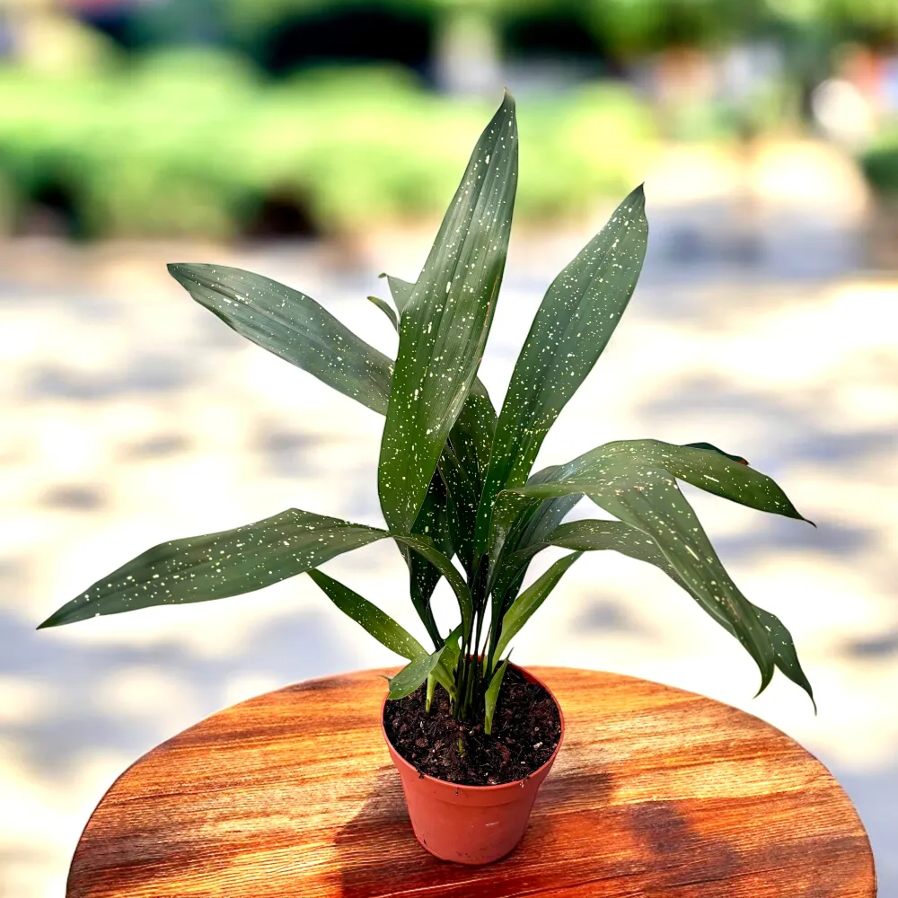 Aspidistra elatior minor 'Milky Way'