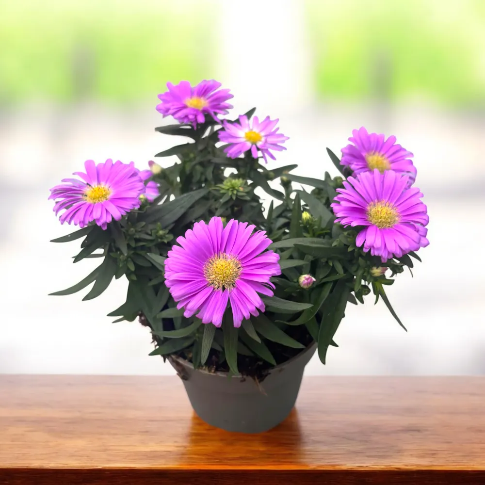Aster dumosus Pink - Bushy Asters, aster pitic de toamna cu inflorire abundenta
