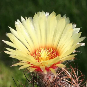 Astrophytum capricorne - cactus rar cu spini rasuciti si flori galbene spectaculoase