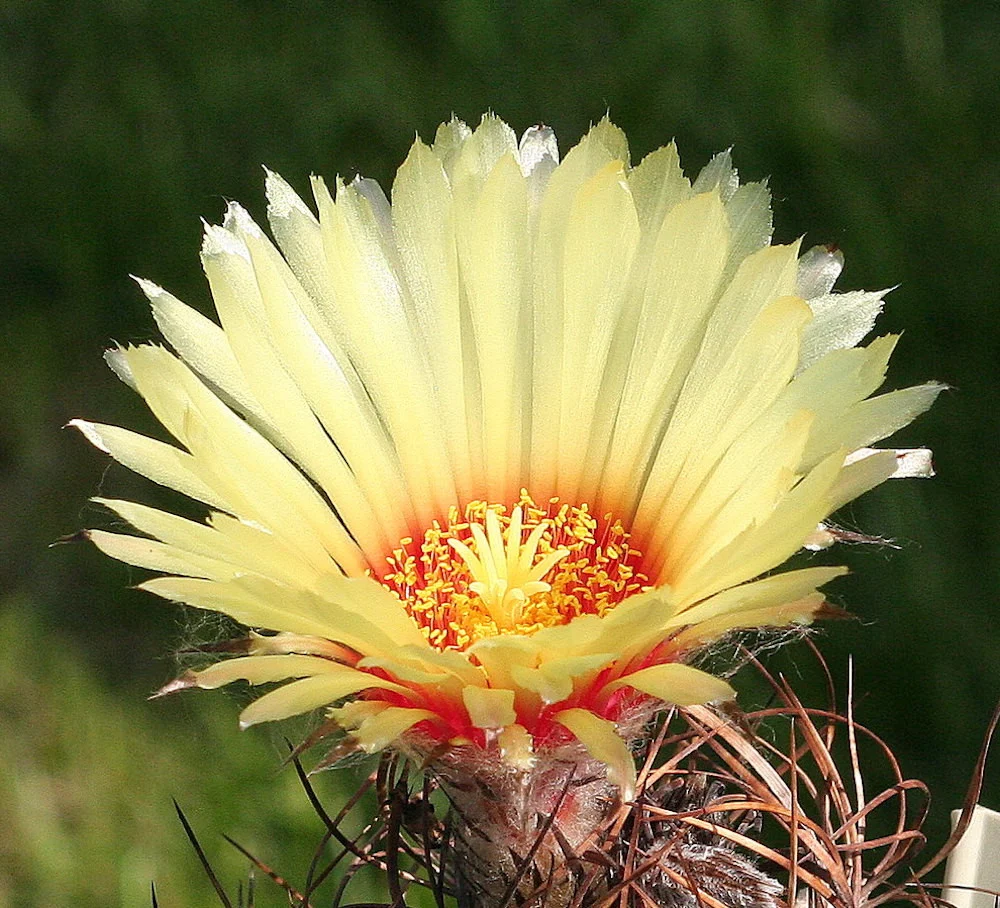 Astrophytum capricorne - cactus rar cu spini rasuciti si flori galbene spectaculoase