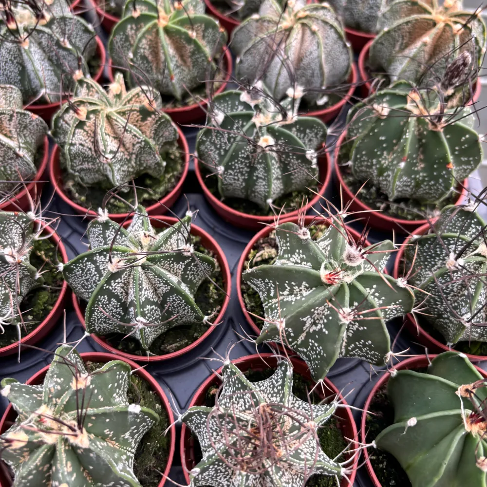 Astrophytum capricorne - cactus rar cu spini rasuciti si flori galbene spectaculoase