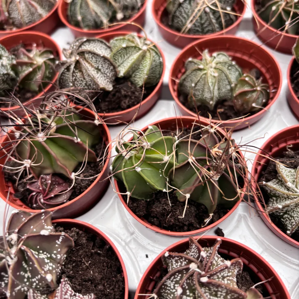 Astrophytum capricorne - cactus rar cu spini rasuciti si flori galbene spectaculoase