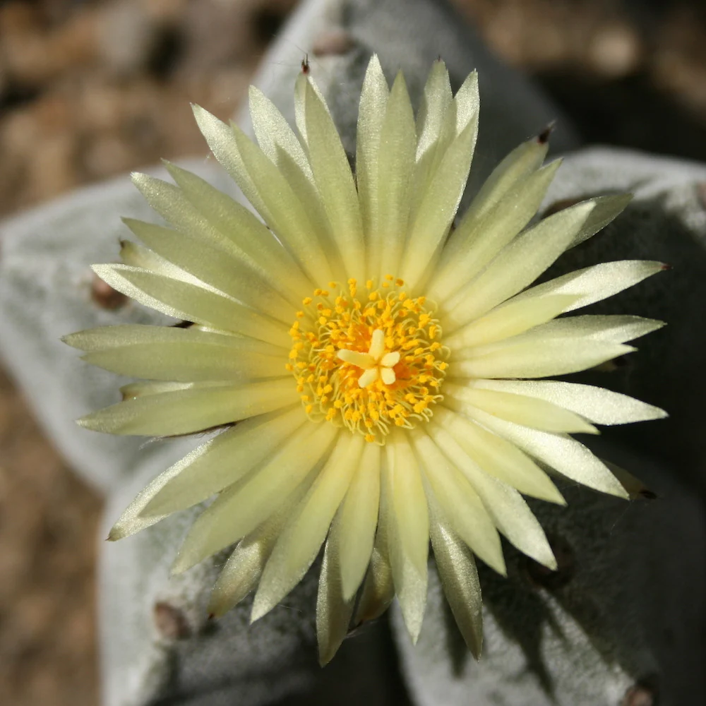 Astrophytum myriostigma