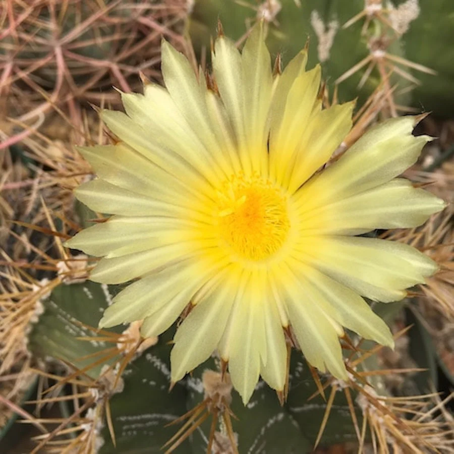 Astrophytum ornatum – cactus cu desen geometric spectaculos