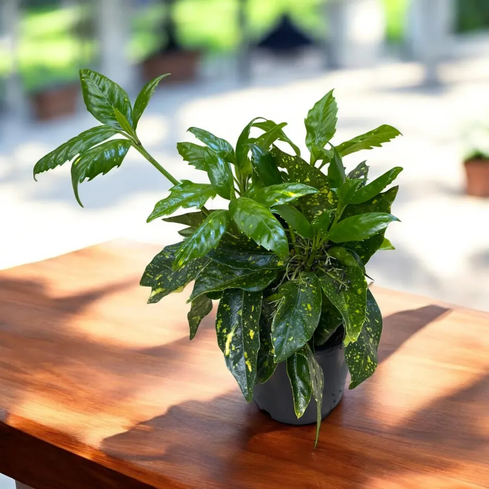 Aucuba japonica 'Crotonifolia' (Variegata, Spotted Laurel, Pomul de aur)