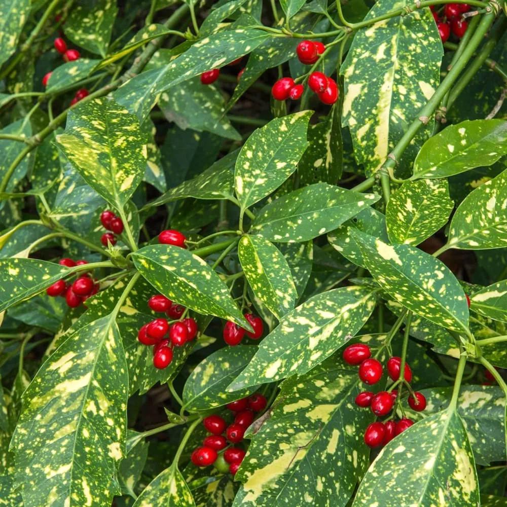 Aucuba japonica 'Crotonifolia' (Variegata, Spotted Laurel, Pomul de aur)