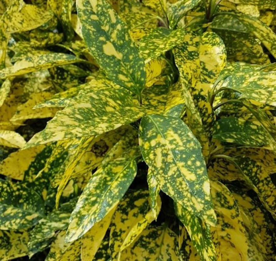 Aucuba japonica 'Crotonifolia' (Variegata, Spotted Laurel, Pomul de aur)