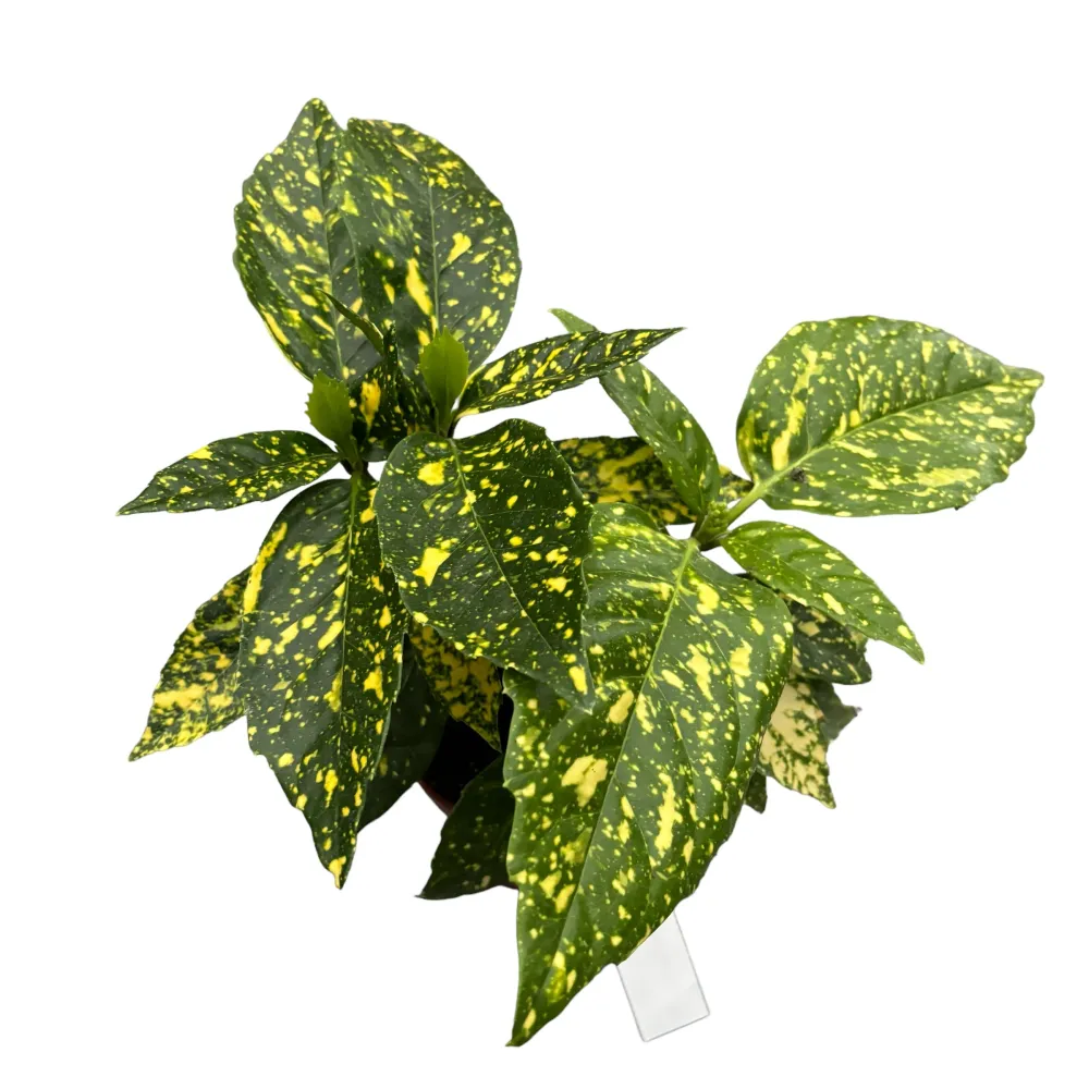 Aucuba japonica 'Crotonifolia' (Variegata, Spotted Laurel, Pomul de aur)