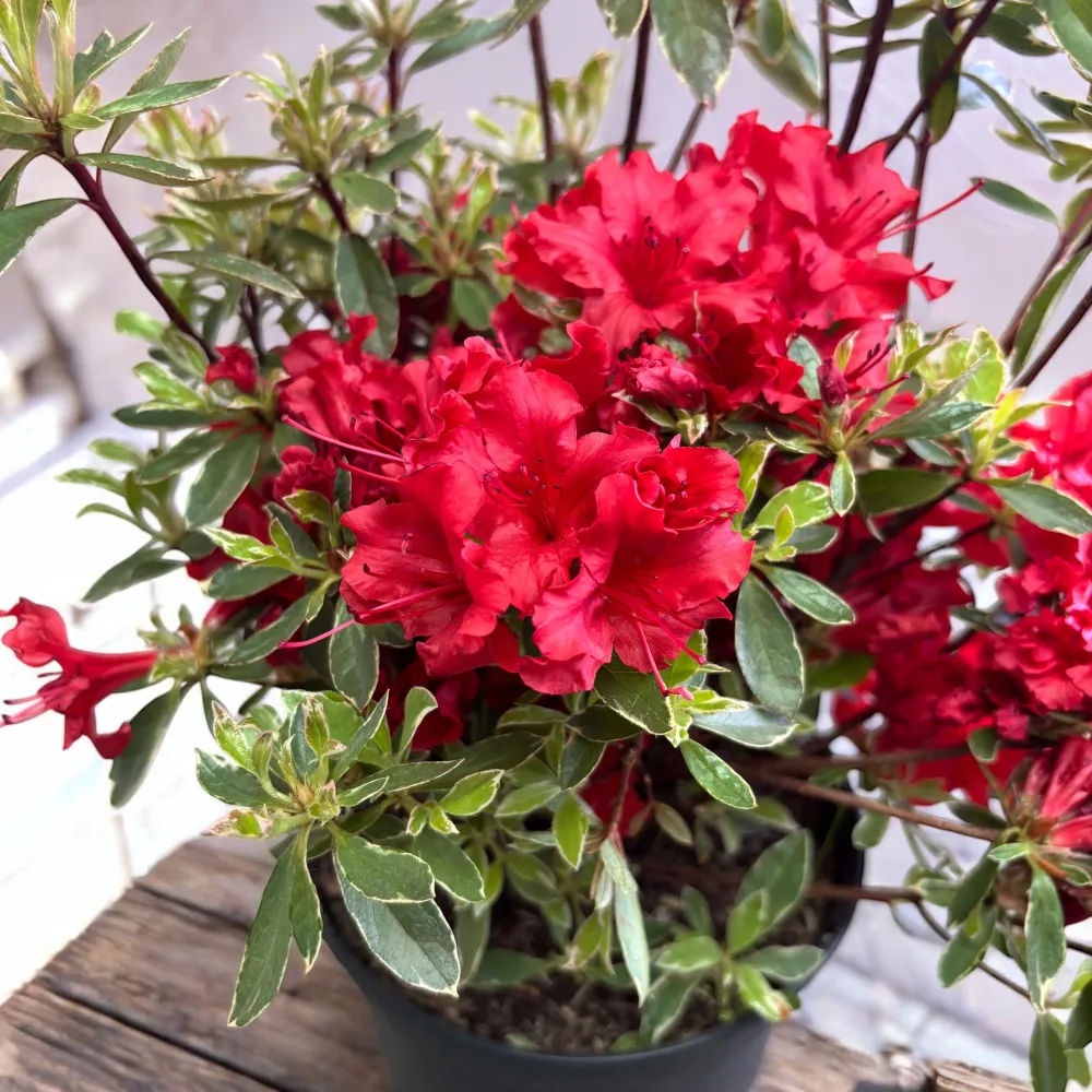 Azalea Japonica ‘Hotshot Variegata’ - de gradina