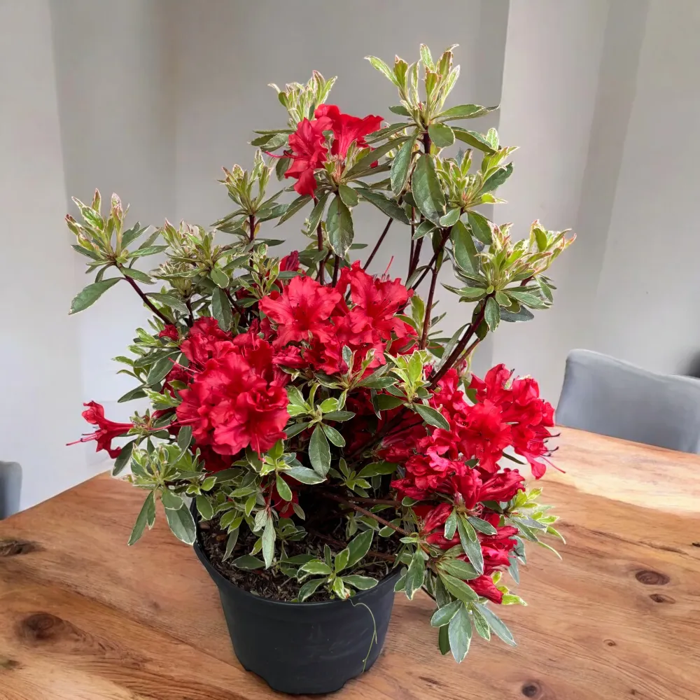 Azalea Japonica ‘Hotshot Variegata’ - de gradina